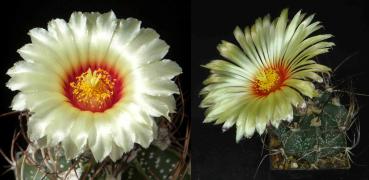 Mother and father plant
